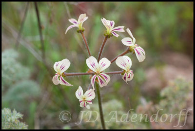 Pelargonium sp., Geraniaceae