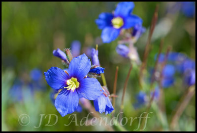 Heliophila sp.