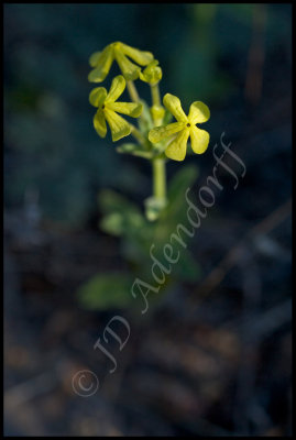 Lyperia sp., Scrophulariaceae