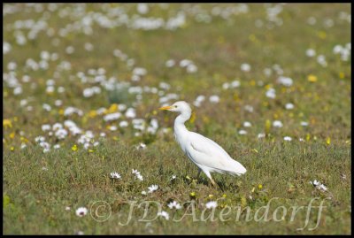 Cattle egret, West Coast National Park