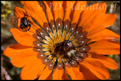 Gazania sp., Asteraceae