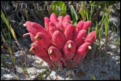 Wolf's nails, Hyobanche sp., Scrophulariaceae