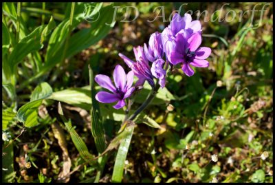 Iridaceae (Iris Family)