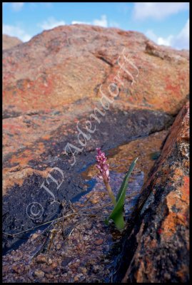 Lachenalia sp., Skilpad Reserve