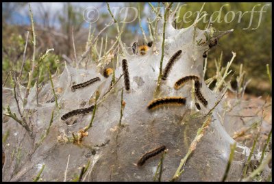 Silkbag caterpillars