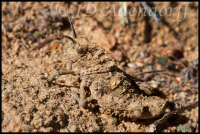 Toad grasshopper