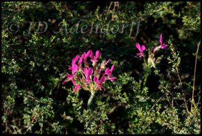 Pelargonium incrassatum, Geraniaceae