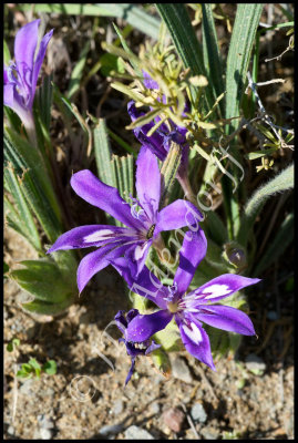 Babiana sp., Iridaceae
