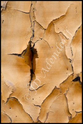 Quiver tree bark (Aloe dichotoma)