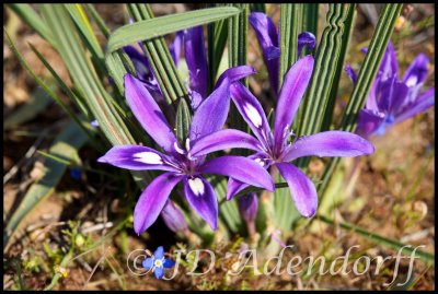 Babiana sp., Iridaceae