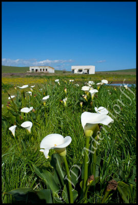 White arums, Zantedeschia aethiopica, at Darling