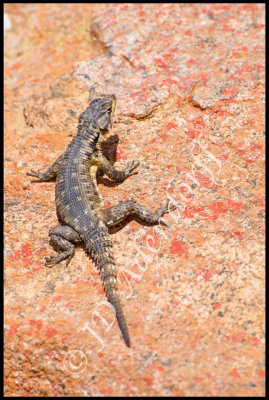 Girdled lizards decorate the rocks at Skilpad