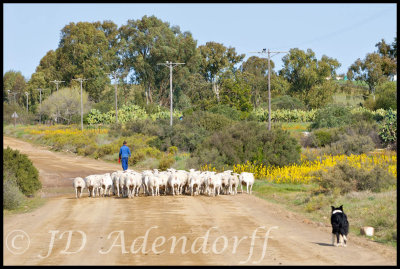 Moving sheep