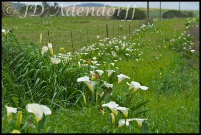 White arums, Zantedeschia aethiopica, line the roadsides at Darling