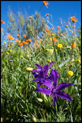 Babiana sp., Iridaceae