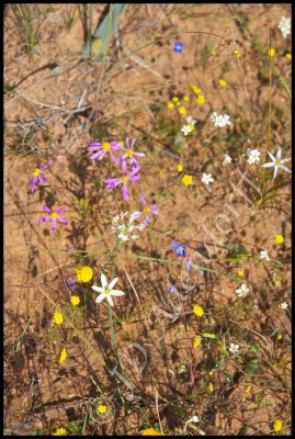 Renosterveld at Niewoudtville - the lack of rain is evident