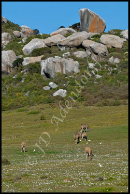 Eland at Postberg