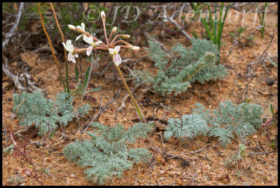Pelargonium sp., Geraniaceae