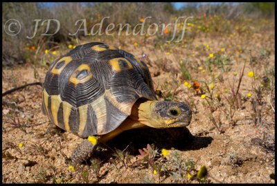 The eponymous angulate tortoise (Skilpad means tortoise)