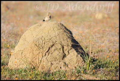 Termite mounds provide a great calling spot for the many larks