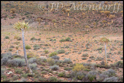 Quiver trees on the Loeriesfontein route
