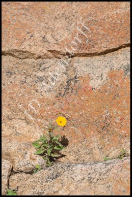 Namaqualand daisies will grow wherever they can get a foothold.