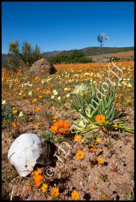 Shells of the angulate tortoise persist in the arid climate