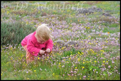 Picking flowers near Yzerfontein