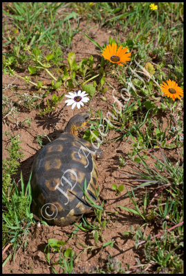 The angulate tortoise is very common in the West Coast National Park