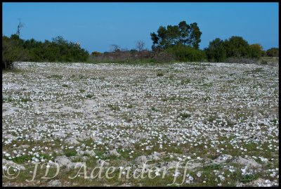 White sand and whiter daisies