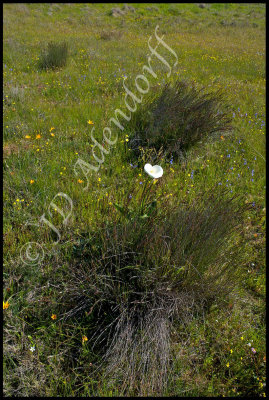 White arums at Tienie Versfeld Reserve