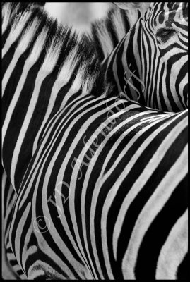 Every monochrome gallery has to have a zebra (or two)