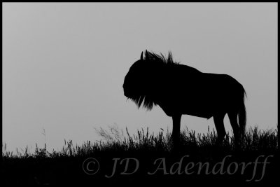 Dusk for the wildebeest is not the same as dusk for humans