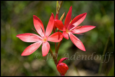 Hesperantha coccinea, Iridaceae