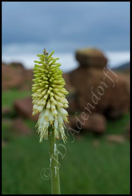 Kniphofia sp., Asphodelaceae