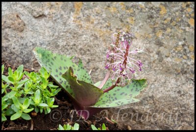 Ledebouria sp., Hyacinthaceae