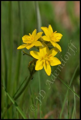 Hypoxis sp., Hypoxidaceae