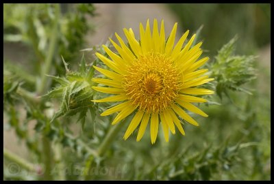 Berkheya sp.