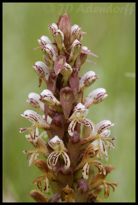 Satyrium cristatum, Orchidaceae