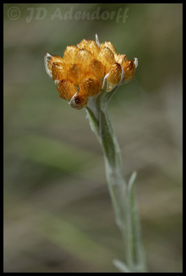 Syncarpha sp.