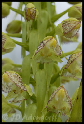 Pterygodium magnum, Orchidaceae