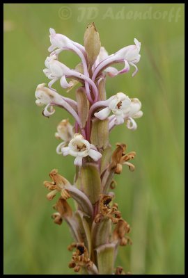 Satyrium longicauda, Orchidaceae