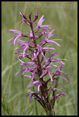 Disa nervosa, Orchidaceae