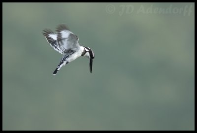 Pied kingfisher