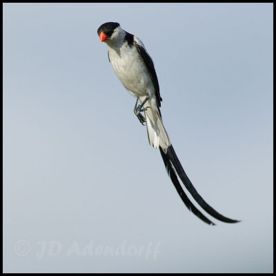 Pin-tailed wydah