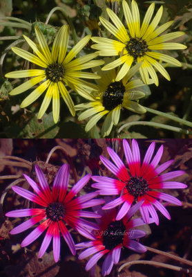 Arctotheca calendula