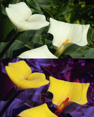 White arums (Zantedeschia aethiopica) illustrate nicely how colours transpose from YBU to RGB.