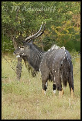 Nyala ram