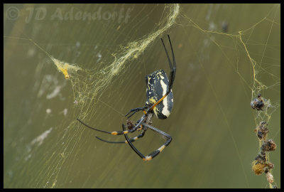 Orb spider, probably Nephila