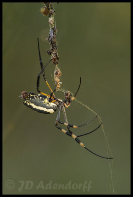 Spiders